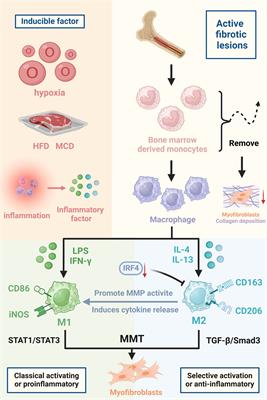 Advances in macrophage-myofibroblast transformation in fibrotic diseases